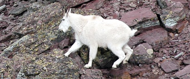 Mountain goat